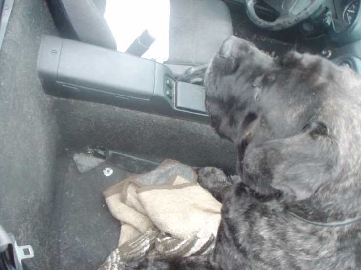a large dog with it's back end in the backseat of a car