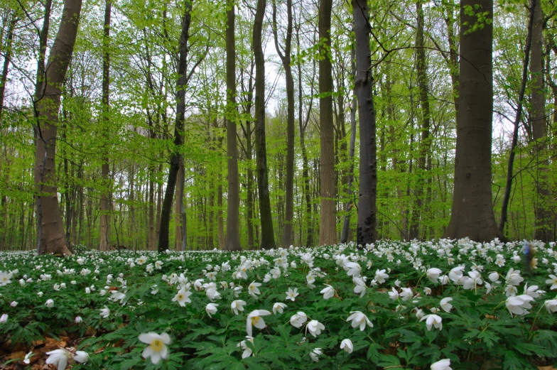 a field of white flowers and trees in the woods