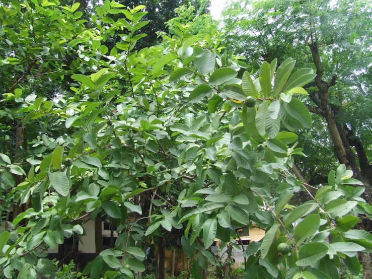 an outdoor area with lots of trees and flowers