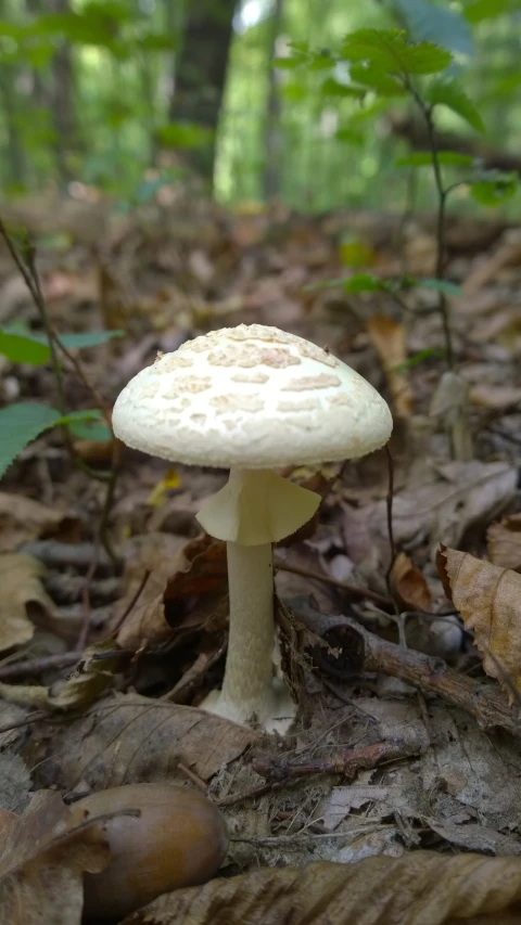 a mushroom sitting in the middle of a forest floor