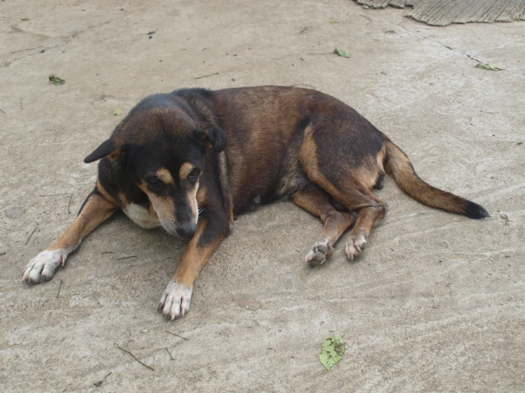 a large dog laying on the sand on a beach