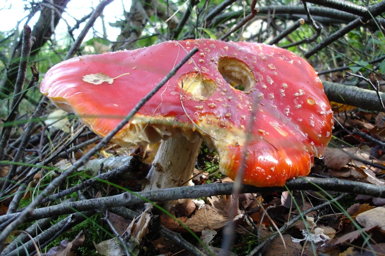 a red mushroom sits in a pile of twigs