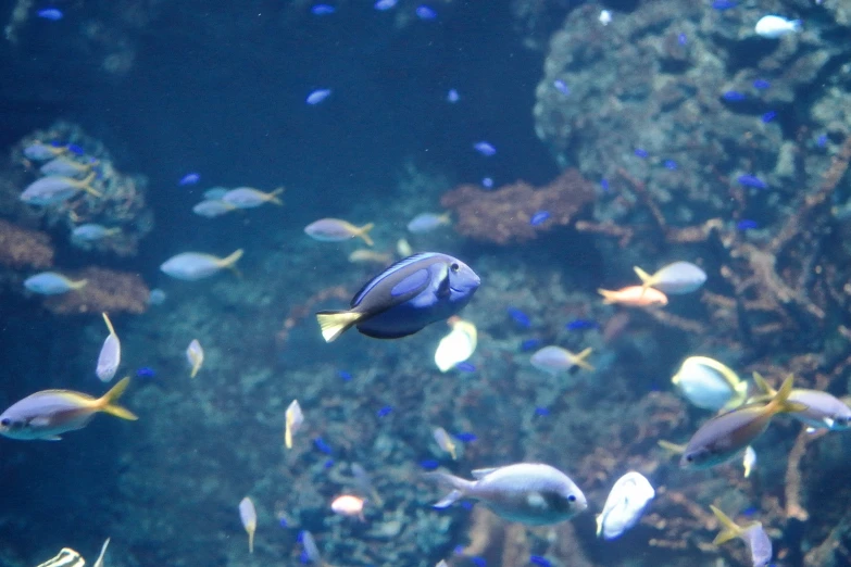 an aquarium full of small fish swimming in water