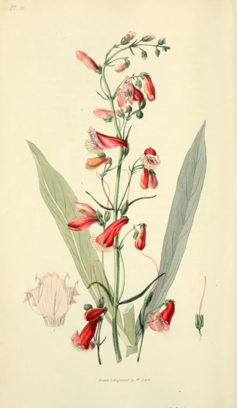 an illustration of pink flowers with leaves on the side