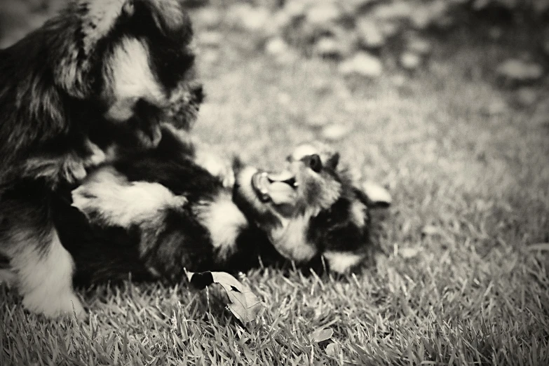 two dogs playing in a field with a bird