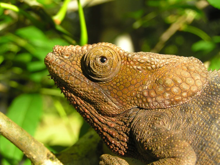 the closeup view of a brown lizard sitting on a tree nch