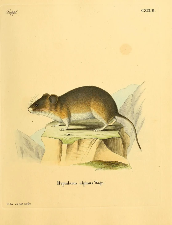 a brown mouse sitting on top of a rock