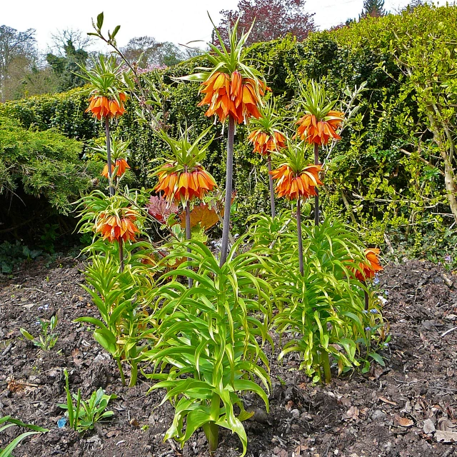 an orange flower is growing in the dirt