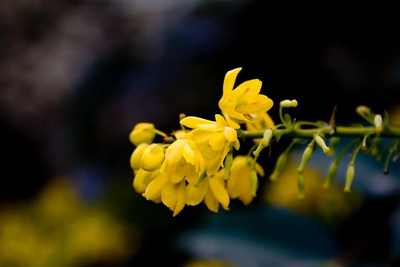 yellow flowers growing up against dark background