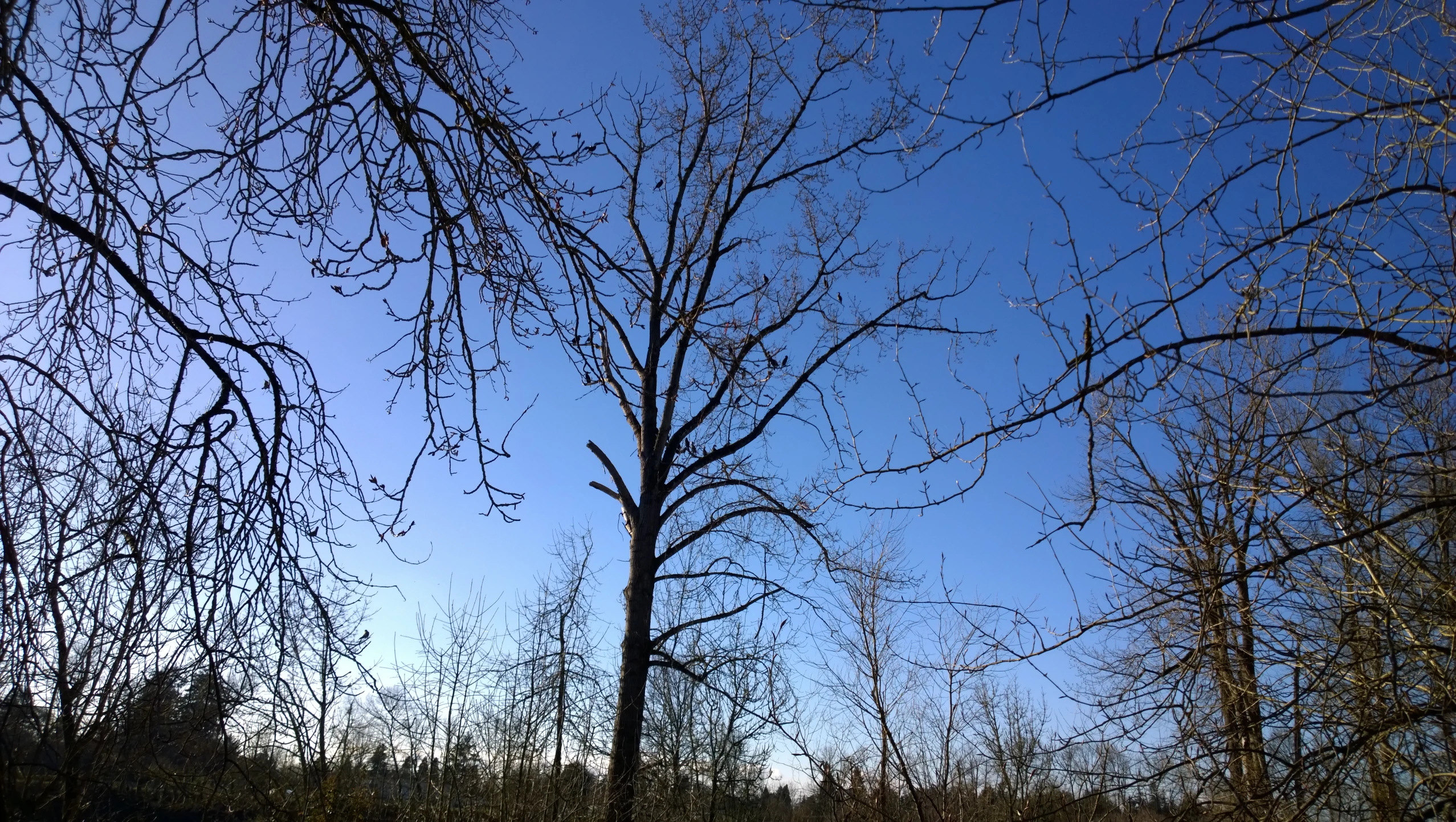 bare trees are featured against the clear blue sky