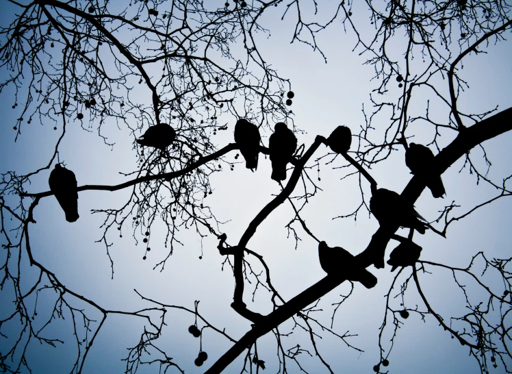 a tree with multiple birds perched on it