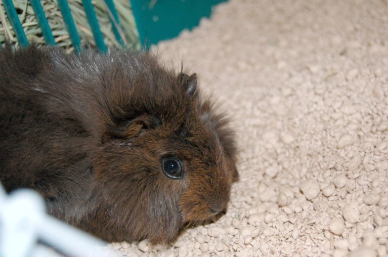 a small brown and white animal laying on top of a carpet