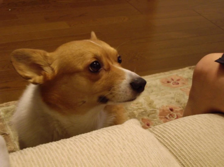 a dog staring at someone on the couch