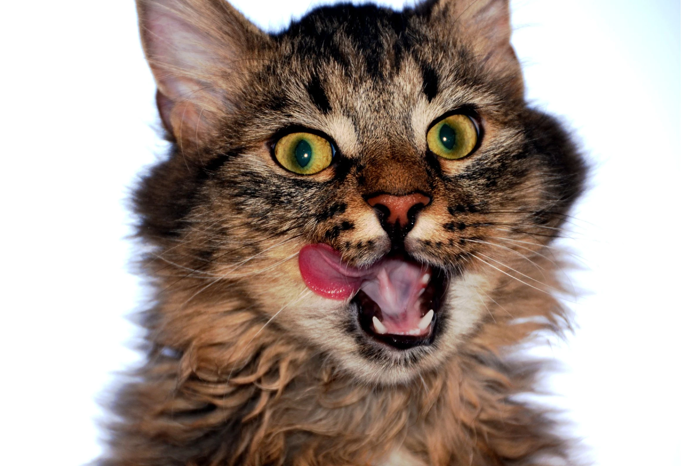 a brown black and white cat with its mouth open