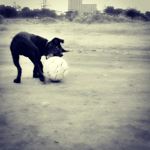 a dog carrying a white soccer ball in the park