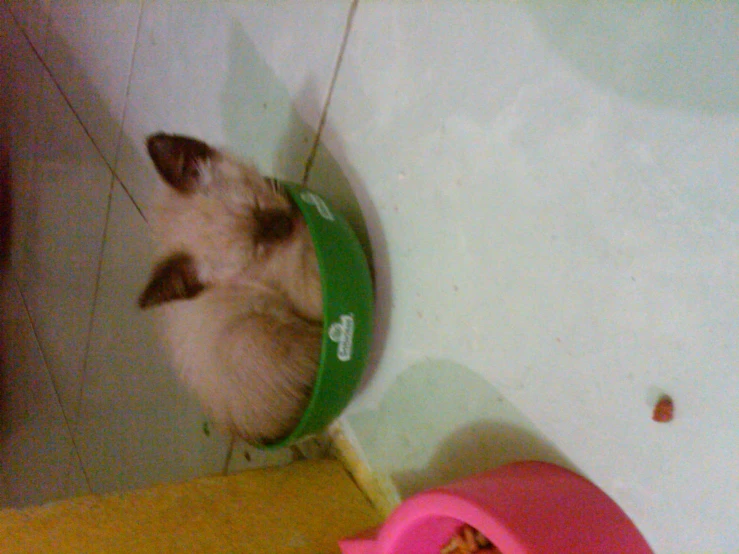 a small kitten sits in a bowl next to a wall