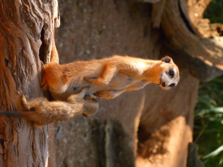 a couple of animals are standing on top of some logs