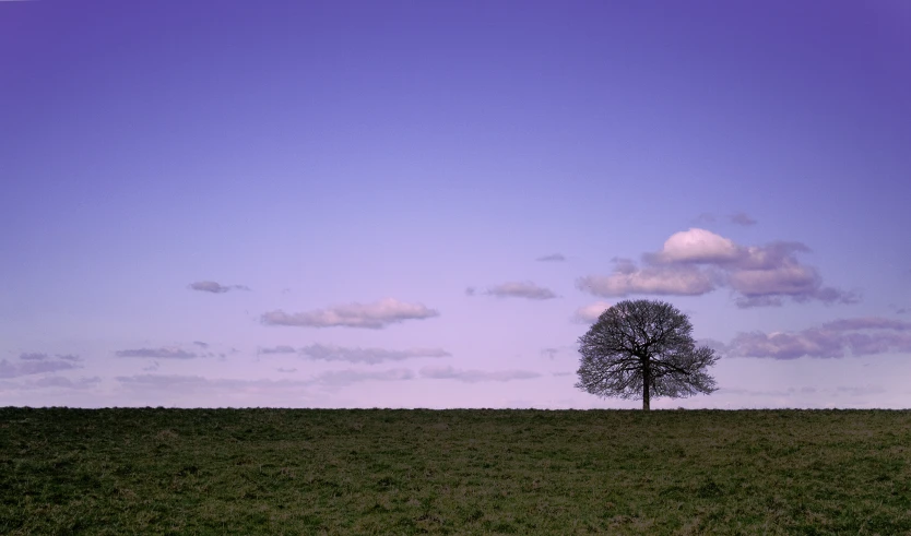 a lone tree on the side of a grassy hill