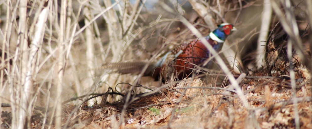 a pheasant with red and blue on its head is walking through tall dry grass