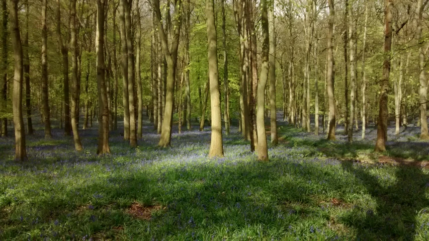 bluebells carpet the ground in a wooded area