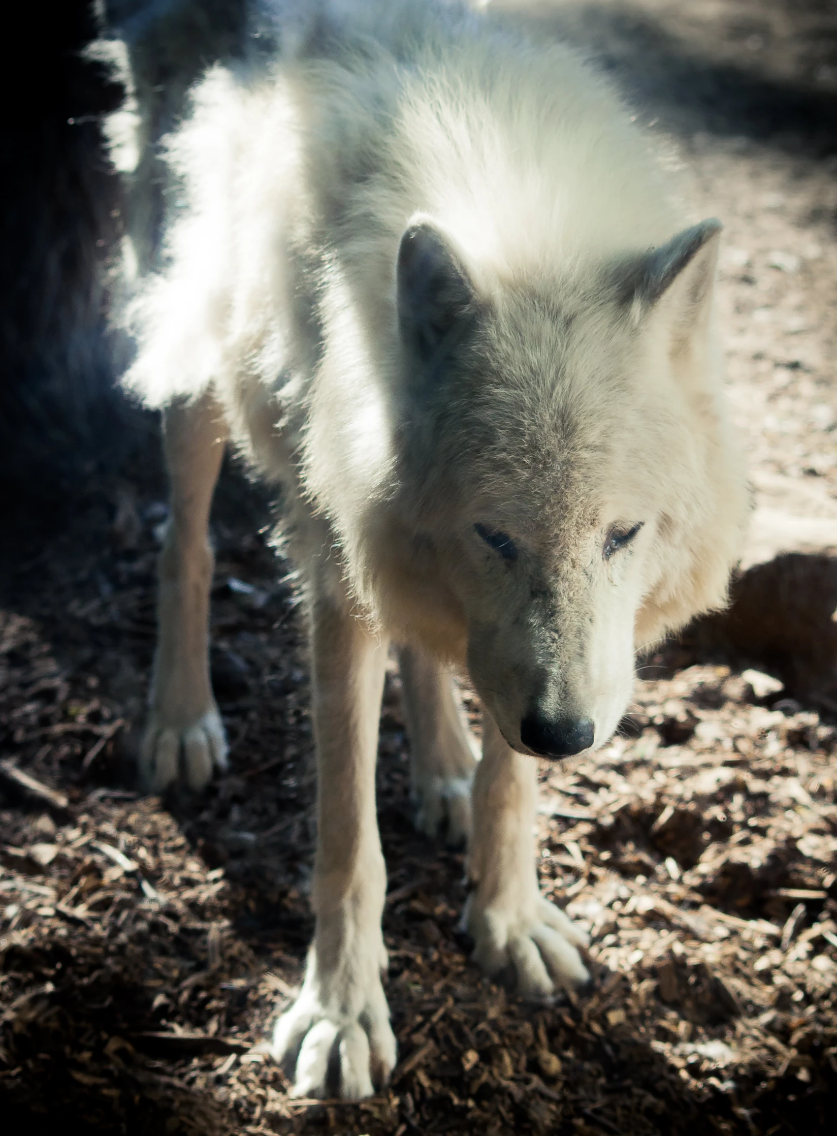 a white wolf is standing in a dark woods