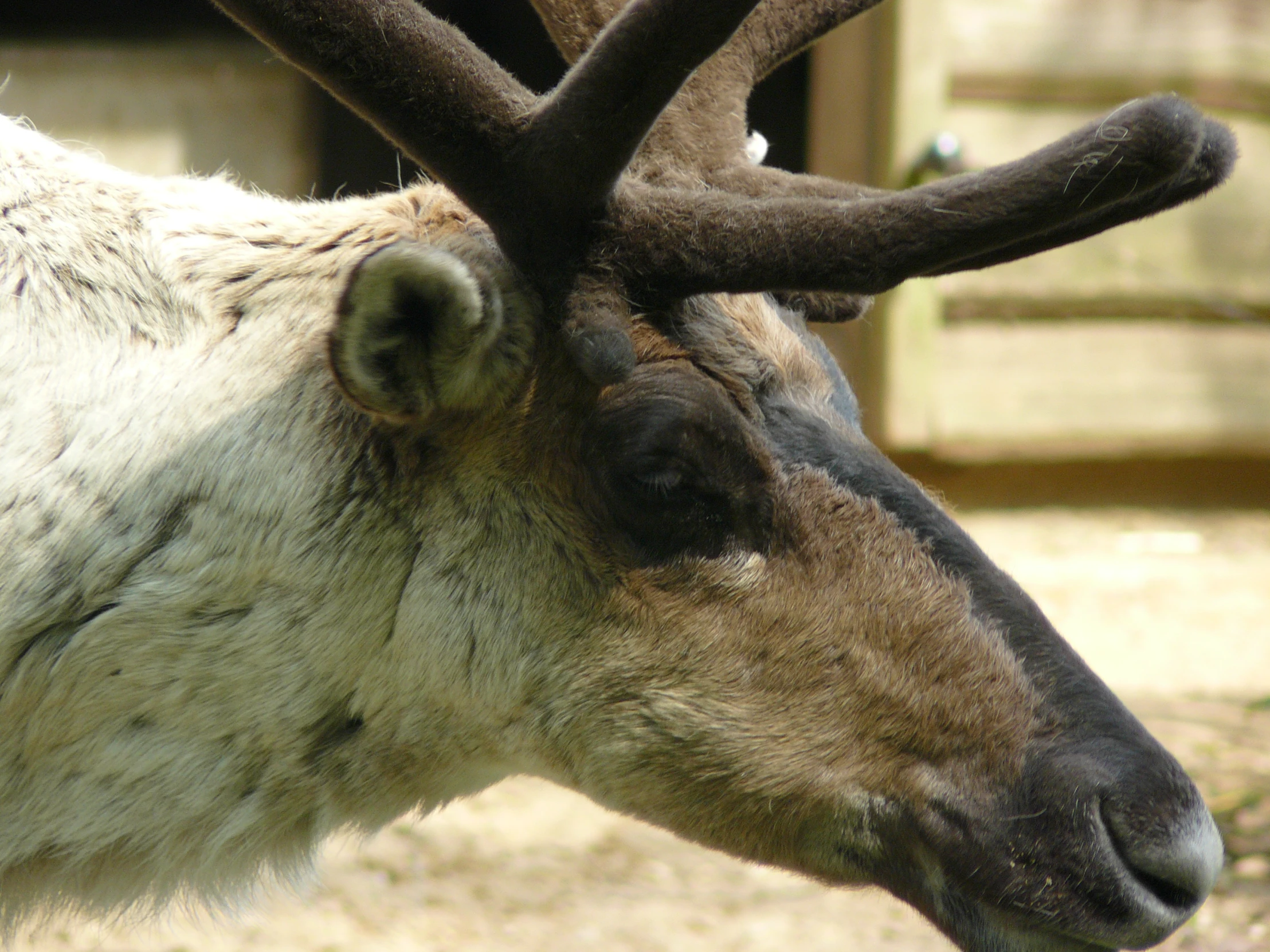 the head and horns of a deer are showing through the fence