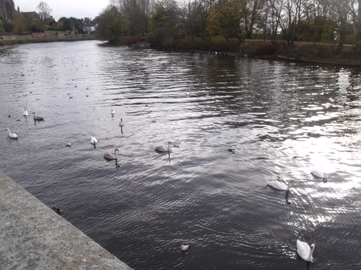 many swans are swimming on the water by the edge of a sidewalk