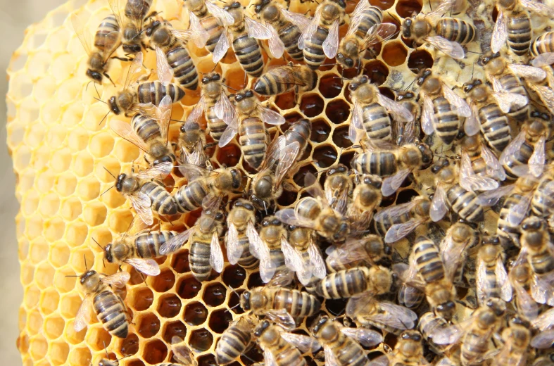 the bees are on top of each other, and are attached to the honey comb