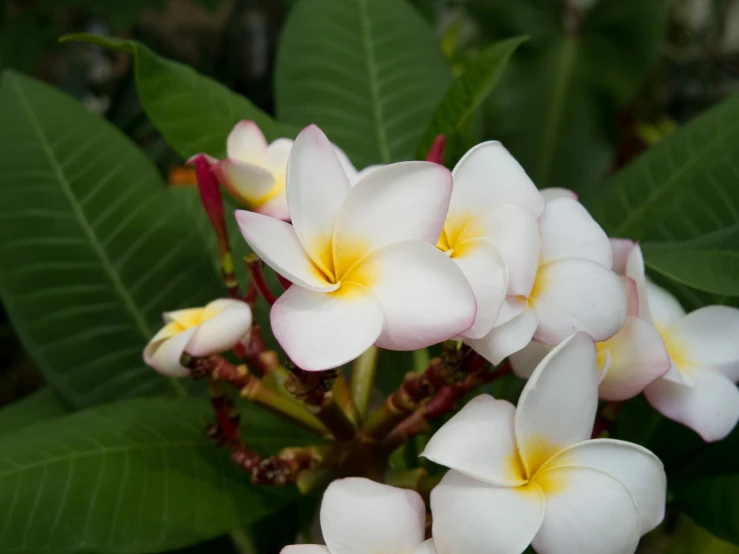 close - up of several white and yellow flowers on a stem