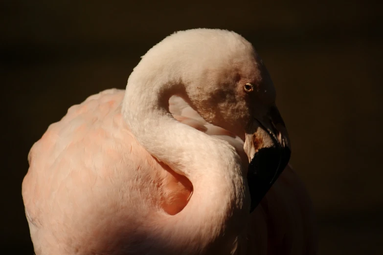 a closeup of a bird with very large, white feathers