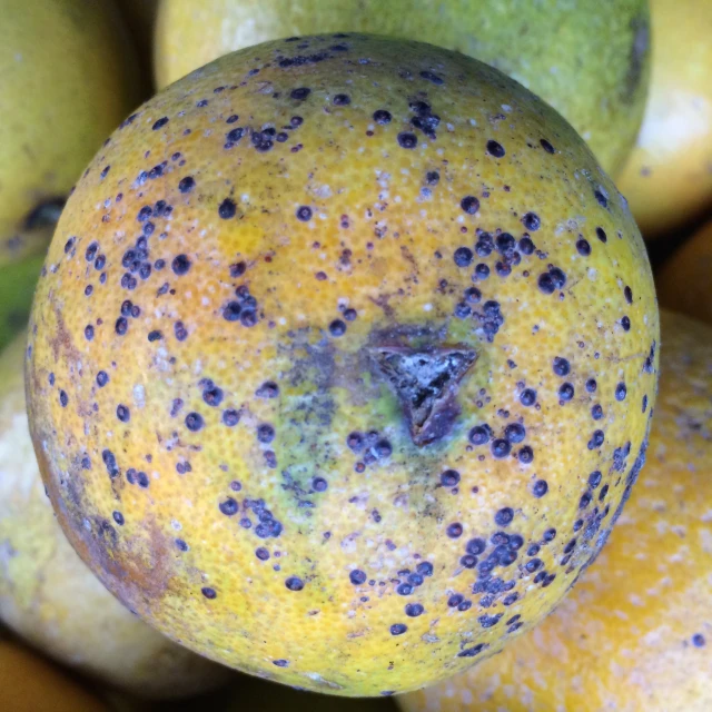 there are many different kinds of fruits with different spots