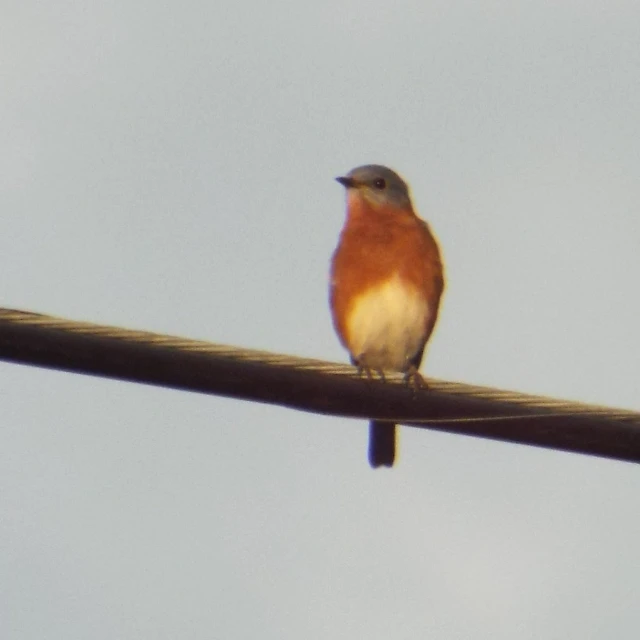 a small bird perched on the end of a wire