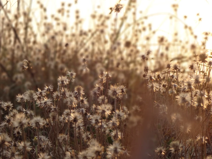 a bunch of wild flowers growing in a field