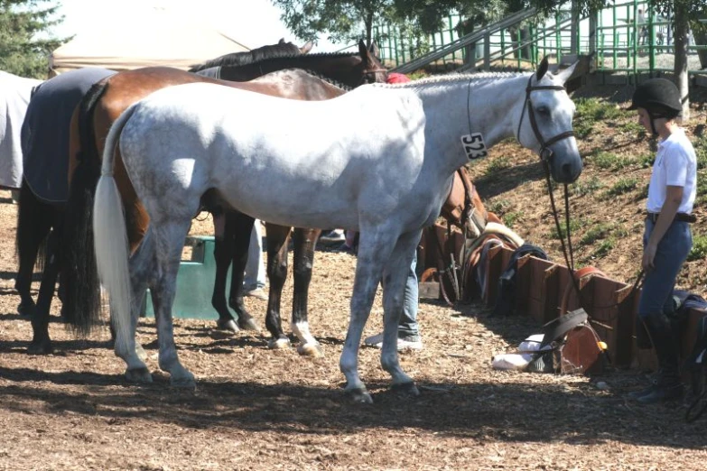 a group of horses standing on top of a dirt field