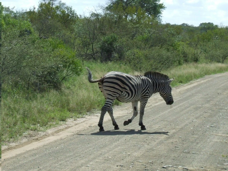 an image of a ze crossing the street