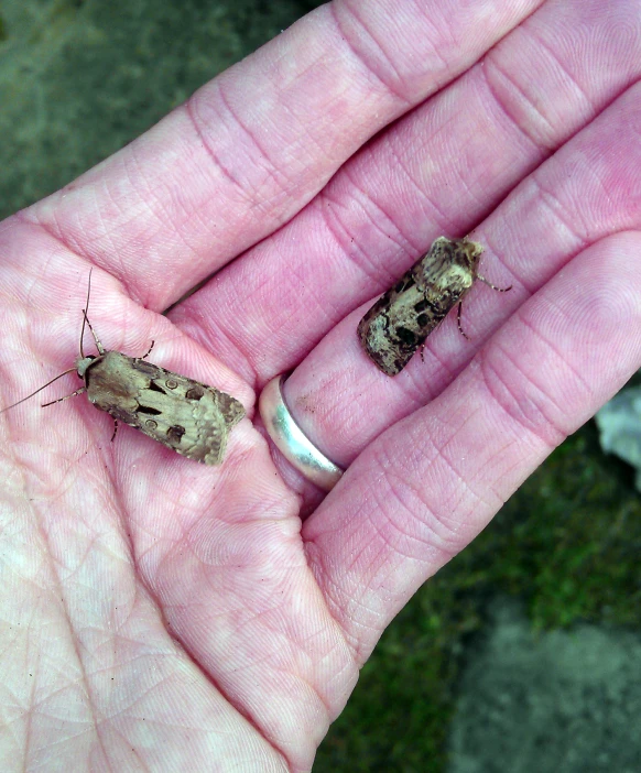 a couple of bugs on someone's palm