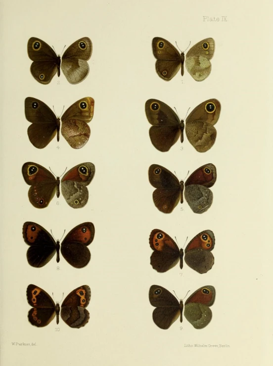 a close up of six erflies on a white wall