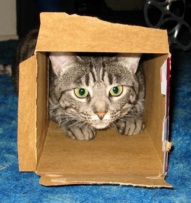 cat peaking out from a closed cardboard box