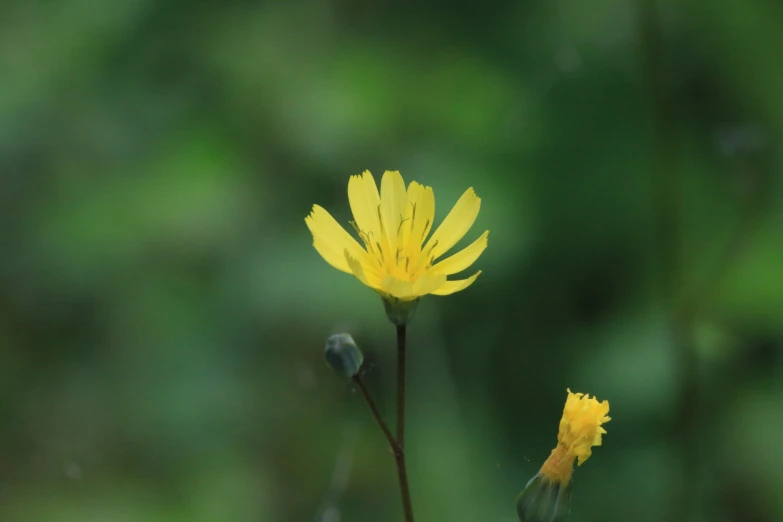 a close up po of two yellow flowers