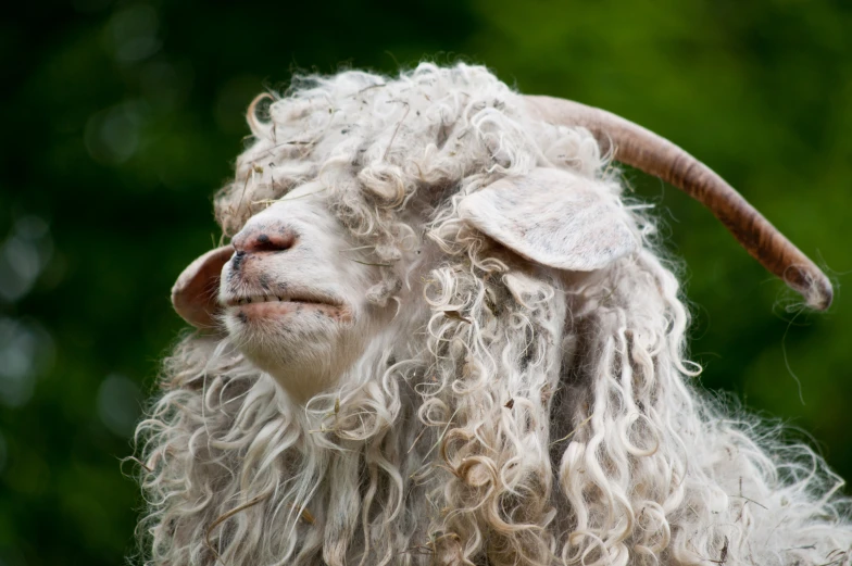 there is an image of a goat with its long hair