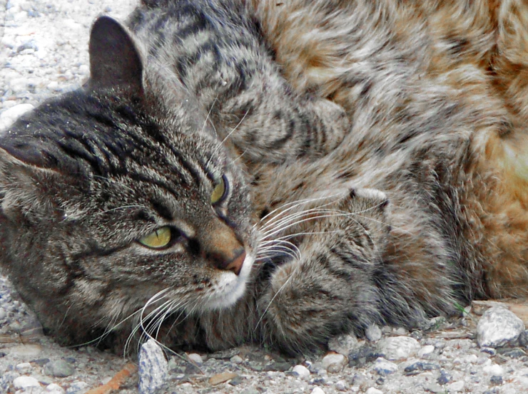 two cats that are laying down and one has its head to another on the ground