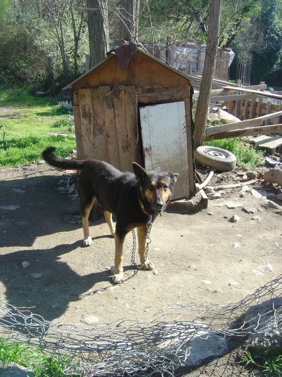a dog standing in front of a fence and house