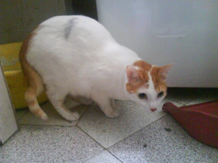 the white and orange cat is standing near a towel dispenser