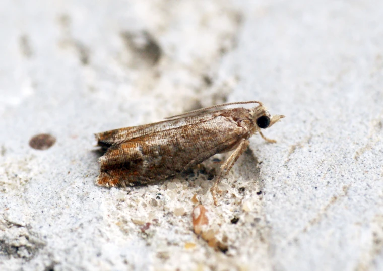 a small insect on some white paint