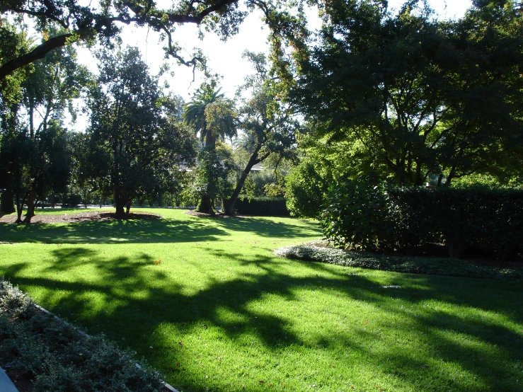 a grass covered park with a large tree