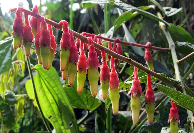 pink flowers growing in the midst of some leaves