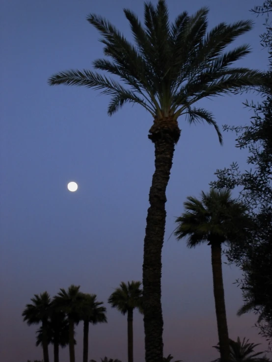 a full moon is seen in the distance behind some palm trees