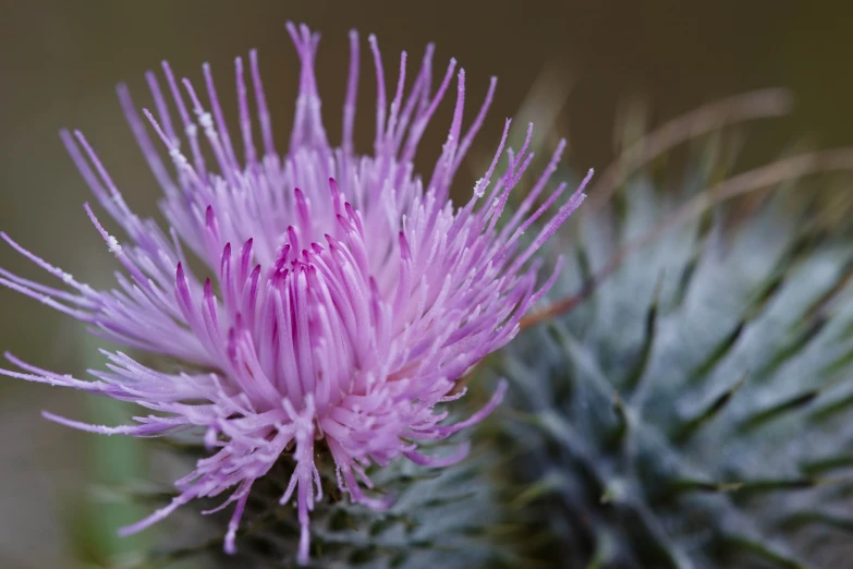 the flower has tiny blue seeds on it