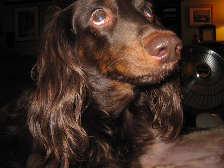 a close - up of a brown cocker spaniel with eyes wide open