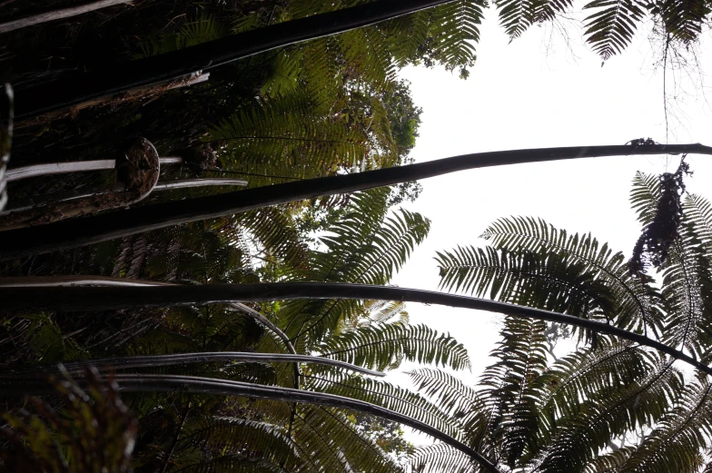 a close up s of the tree leaves